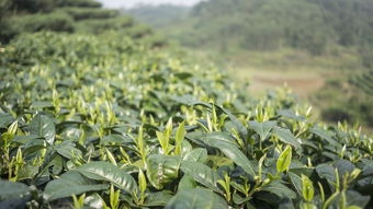 云南茶叶送长辈首选品牌推荐