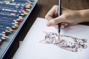 猫咪专用铅笔品牌推荐与案例分析
