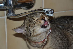 揭秘猫界水龙头控，揭秘猫喜欢水龙头品牌的神奇魅力！