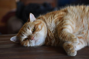 揭秘日本猫漱口水市场，这些品牌让你家猫咪口气清新如常！