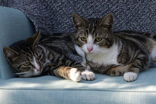 揭秘日本猫漱口水市场，这些品牌让你家猫咪口气清新如常！