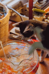 猫咪专属沐浴露品牌—探索与体验