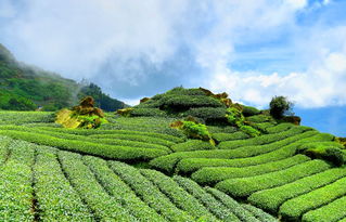茶界中国，璀璨的茶叶品牌之旅