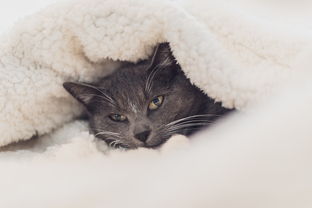 猫超品牌金尿不湿—宝宝舒适成长的贴心选择