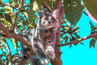 揭秘猫品牌电脑价位，性价比之选，你值得拥有！