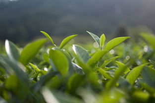 桂林龙井茶叶连锁品牌推广案例