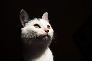 猫猫沐浴露品牌排名及案例解析