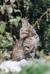 猫咪羊奶粉加奶嘴品牌推荐