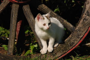 猫咪奶嘴喂奶专用品牌推荐与案例分析